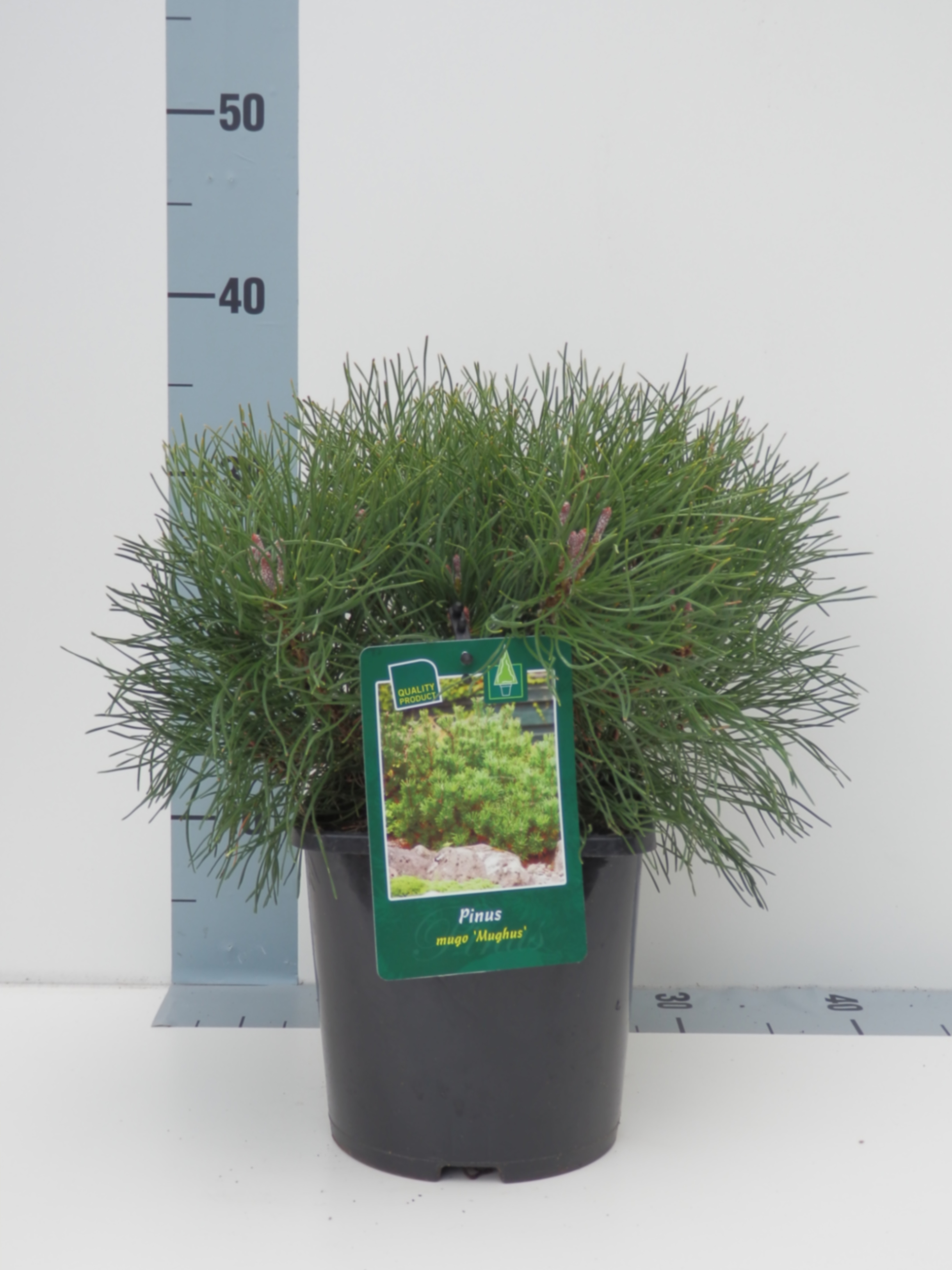 Сосна горная Мугус